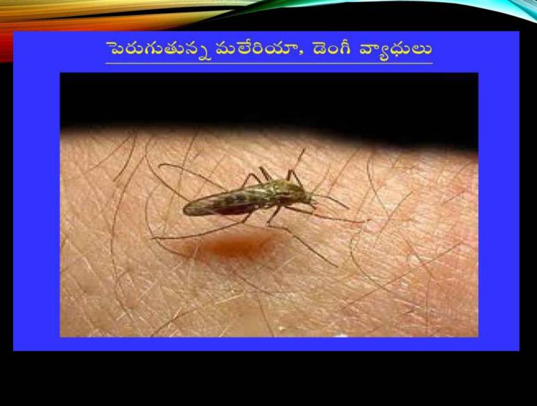 Mosquitoes-Diseases-దోమలు-వ్యాధులు_Page_02