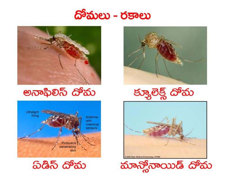 Mosquitoes-Diseases-దోమలు-వ్యాధులు_Page_04