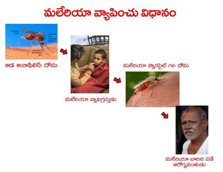 Mosquitoes-Diseases-దోమలు-వ్యాధులు_Page_05