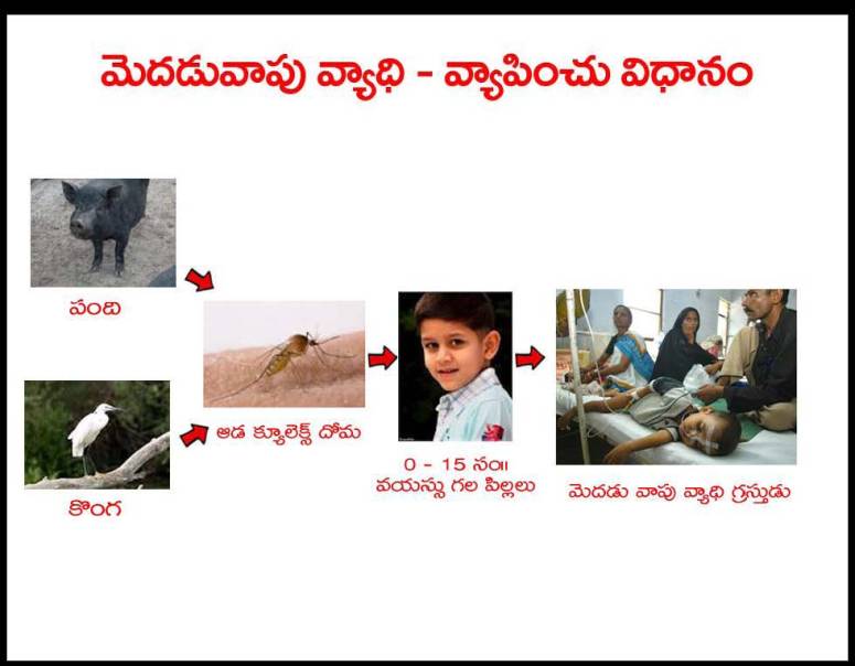 Mosquitoes-Diseases-దోమలు-వ్యాధులు_Page_06
