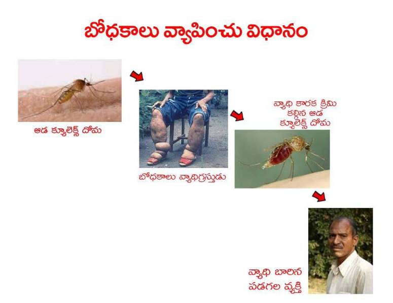 Mosquitoes-Diseases-దోమలు-వ్యాధులు_Page_07