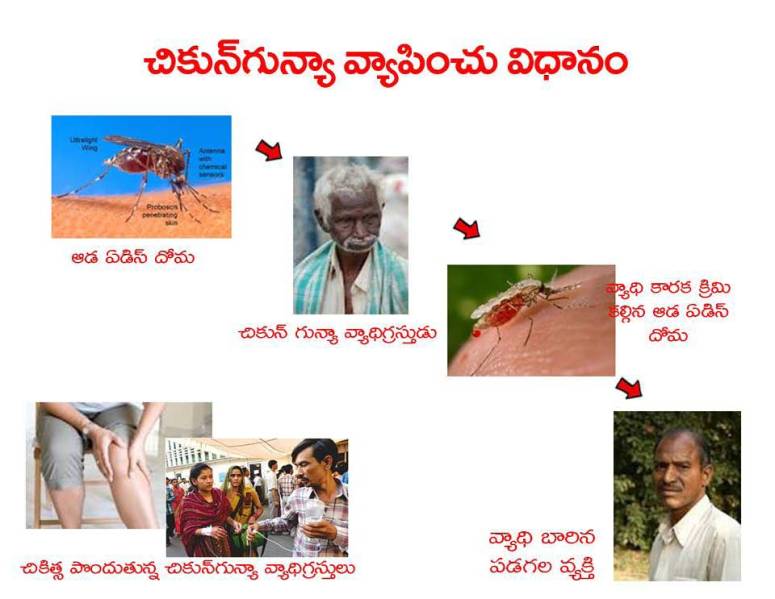 Mosquitoes-Diseases-దోమలు-వ్యాధులు_Page_08