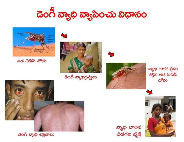 Mosquitoes-Diseases-దోమలు-వ్యాధులు_Page_09