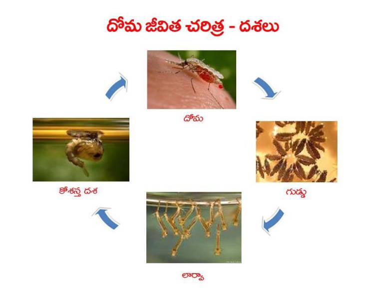 Mosquitoes-Diseases-దోమలు-వ్యాధులు_Page_15