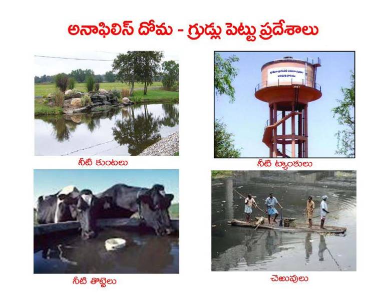 Mosquitoes-Diseases-దోమలు-వ్యాధులు_Page_16