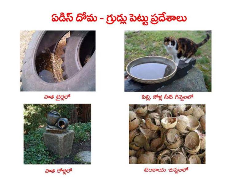 Mosquitoes-Diseases-దోమలు-వ్యాధులు_Page_19