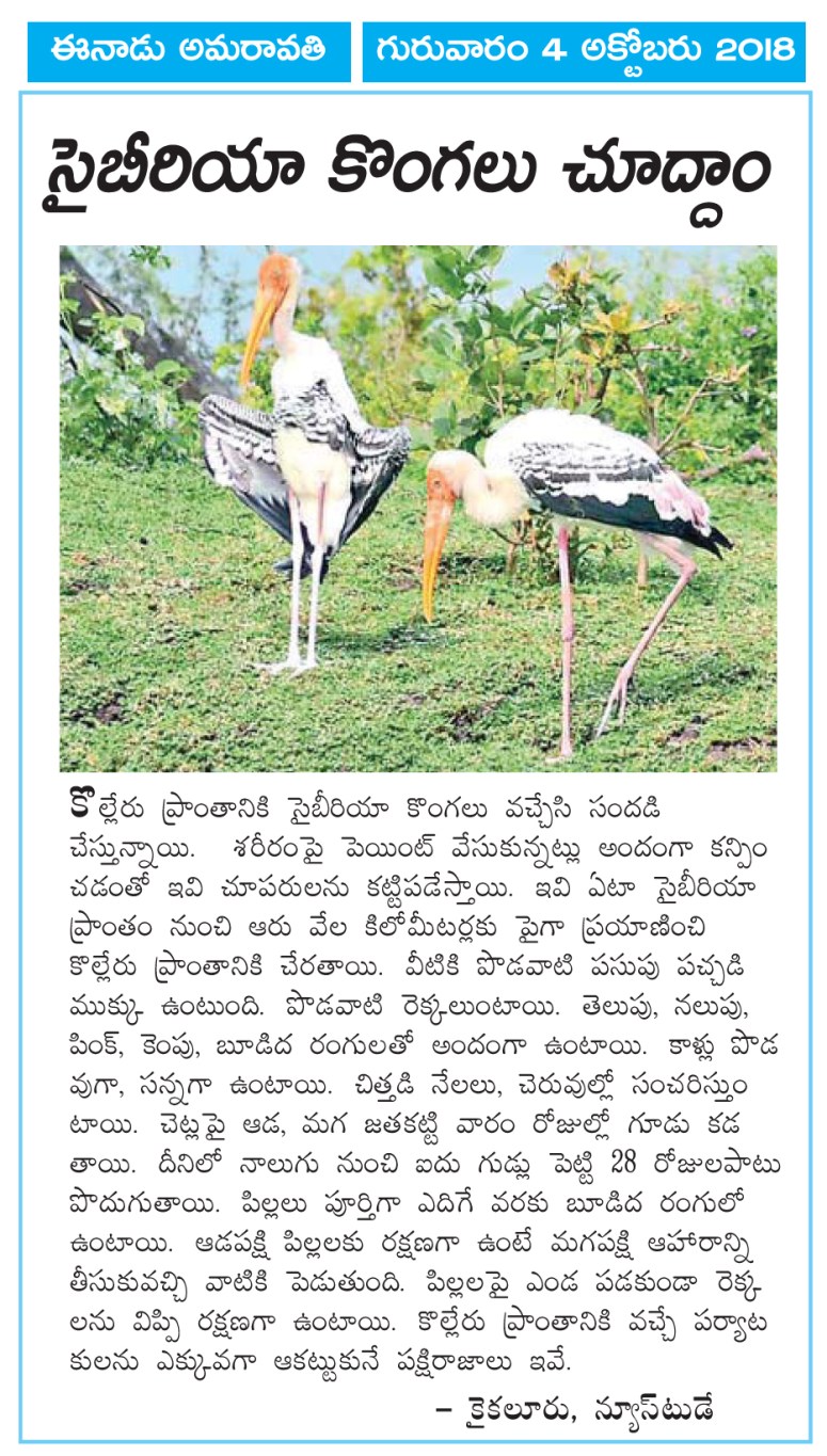 Kolleru Birds Eenadu 04-10-2018.jpg