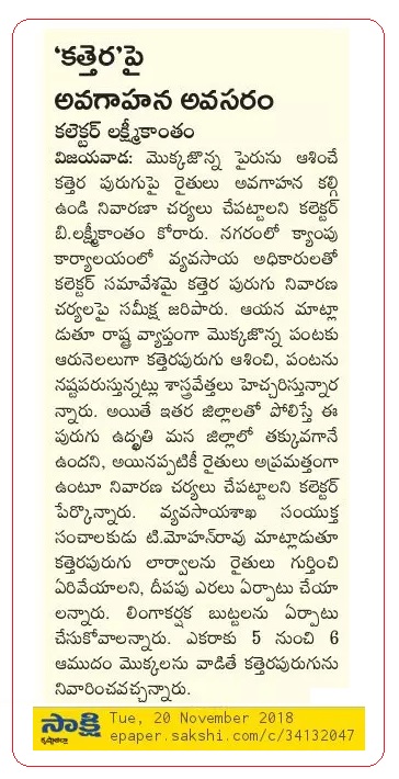 Maize Pest Control Sakshi 20-11-2018