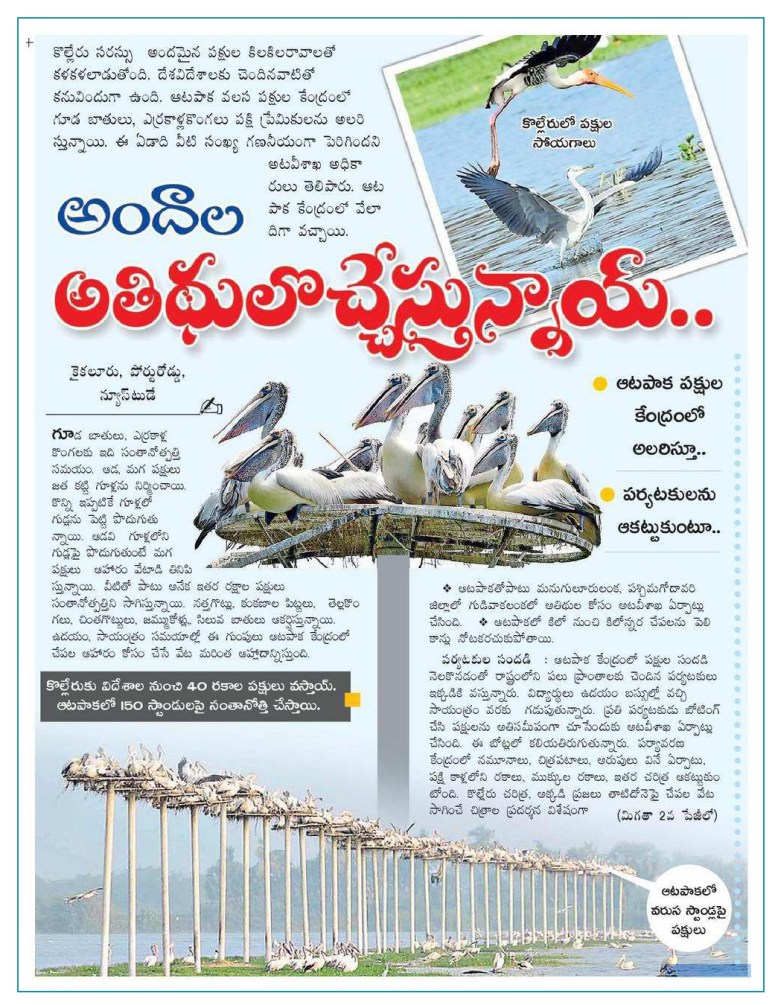 Kolleru Birds Eenadu 1 08-12-2018