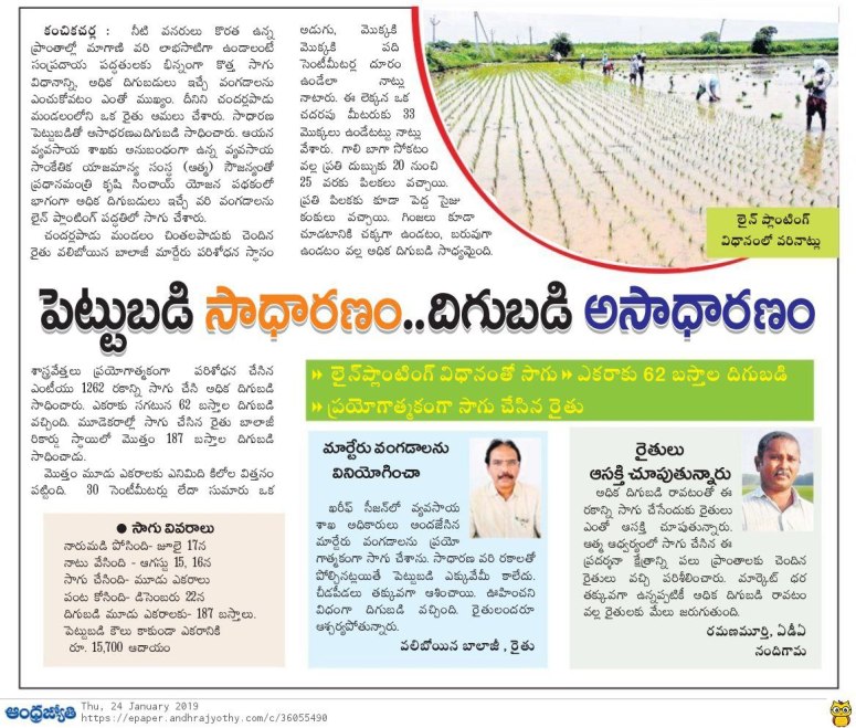 paddy cultivation jyothy 24-01-2019